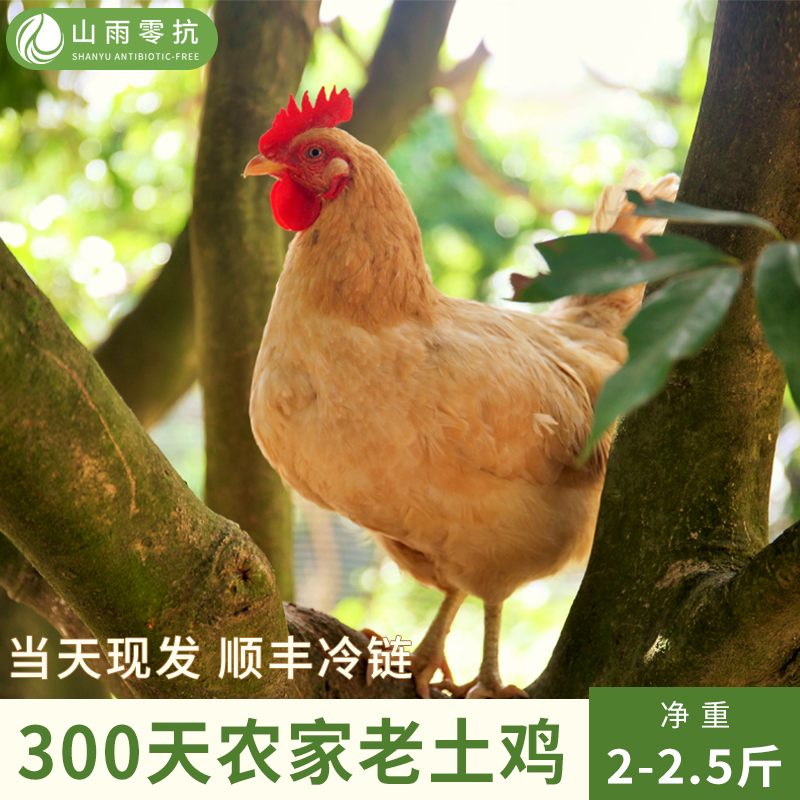 山雨湛江鸡2-2.5斤